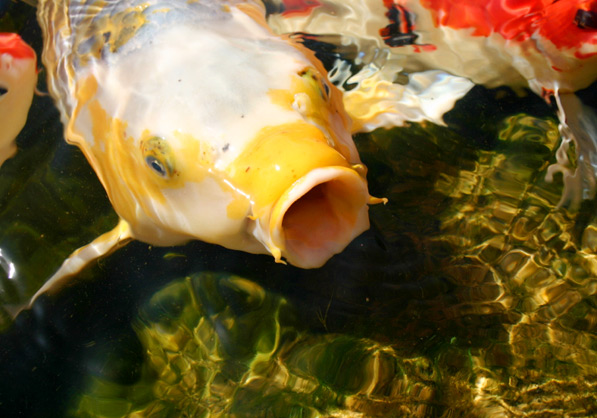 Koiteiche von Gartenpartner Bitters, Dingden - Gartenanlagen für Koi, Koi-Technik, Koigärten